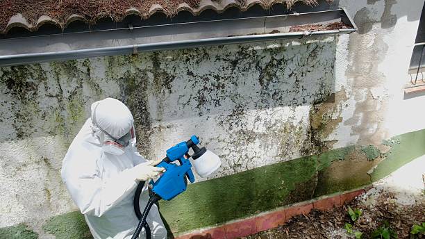 Mold Remediation service in Chandler, Chandler, TX